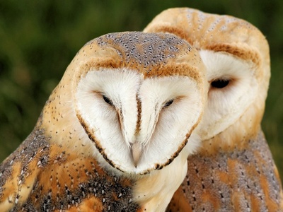 Barn Owl