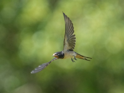 Barn swallow