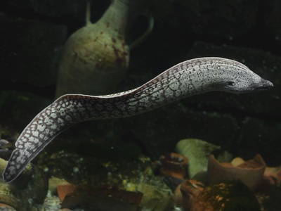 Barred spiny-eel