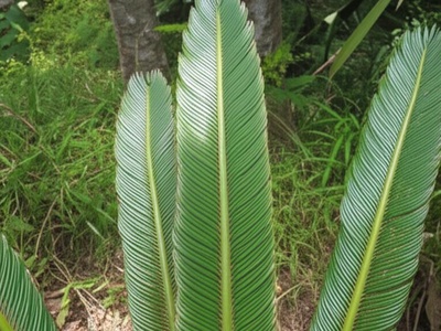Barter's Cycad