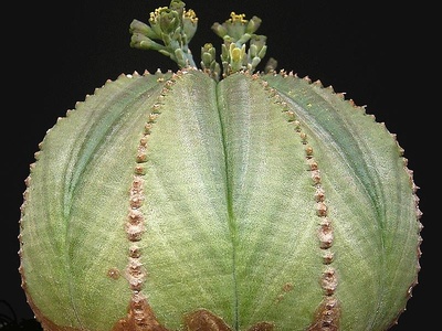Baseball plant