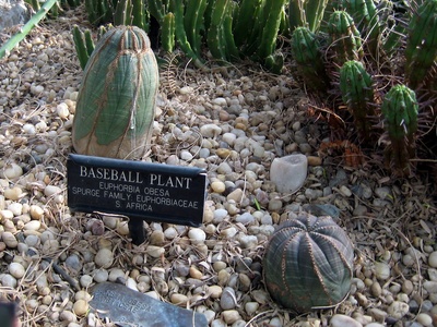 Baseball Plant