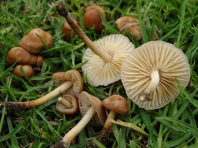 Basidiomycetes