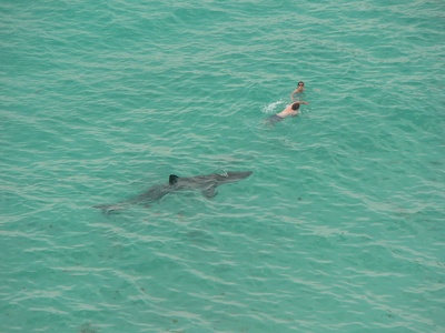 Basking Shark