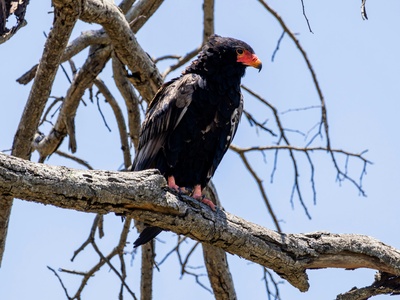 Bateleur