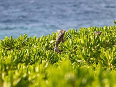 Bay Islands Least Gecko