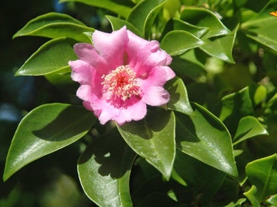 Bayahibe Rose