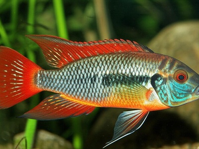 Bayano Cichlid