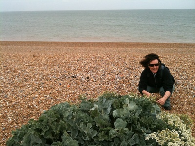 Beach Cabbage