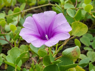 Beach Morning Glory
