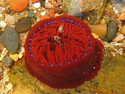 Beadlet anemone
