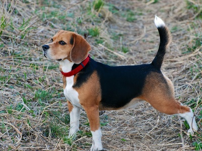 Beagle
