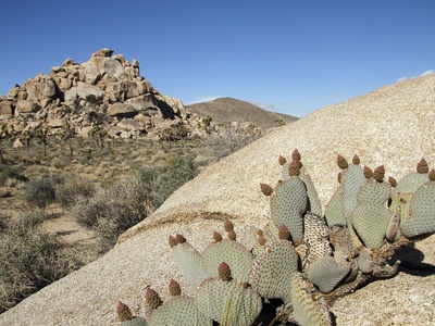 Beavertail Cactus