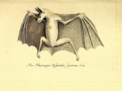 Bechstein's Bat