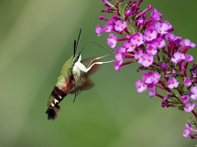 Bee Hummingbird