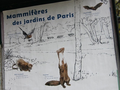 Beech Marten
