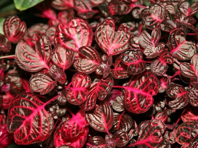 Beefsteak Plant