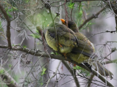 Bell Miner