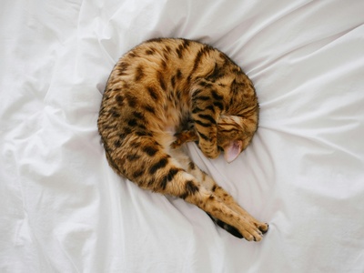 Bengal