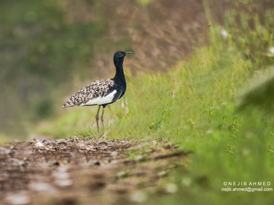 Bengal Florican