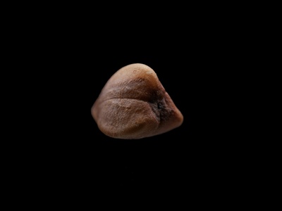 Bengo Eland's Bean