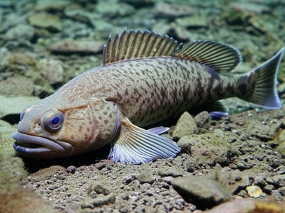 Big-headed Baikal Sculpin