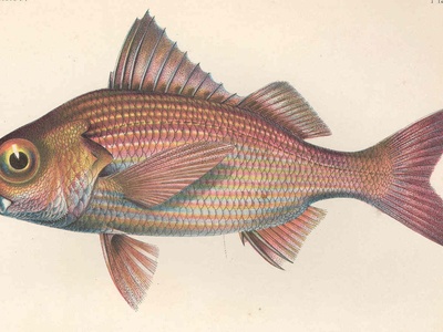 Bigeye grunt