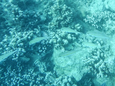 Bigeye scad