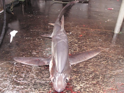 Bigeye thresher