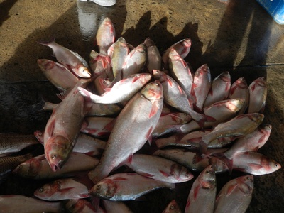 Bighead Carp