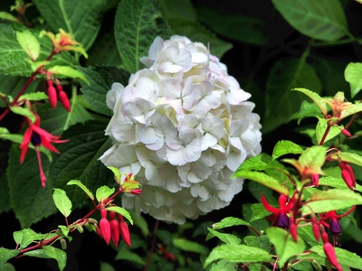 Bigleaf Hydrangea