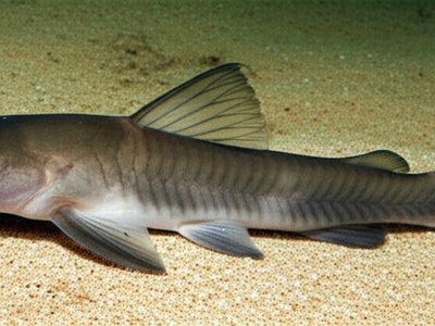 Binga-tonga