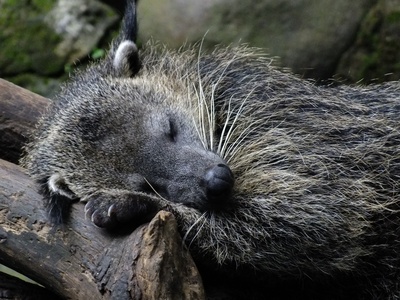 Binturong