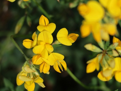 Bird's-foot trefoil