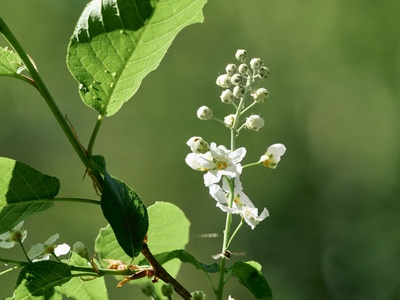 Bird cherry