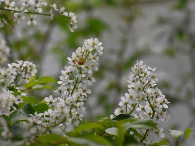 Bird Cherry