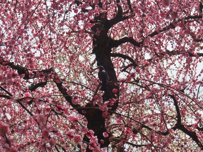 Bird Plum