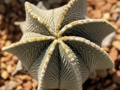 Bishop's Cap