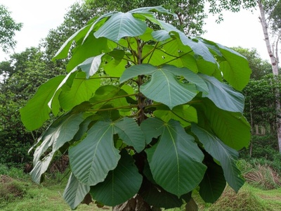 Bissana