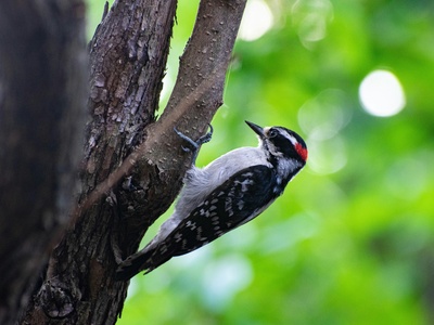 Black-backed Woodpecker