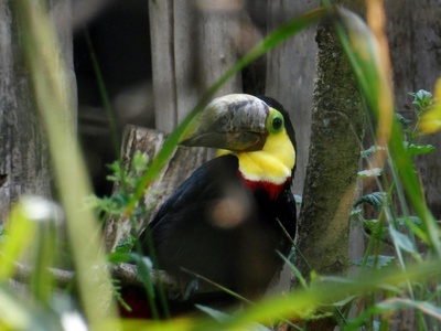 Black-billed Mountain Toucan