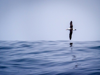 Black-browed Albatross
