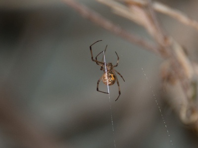 Black/Brown widow