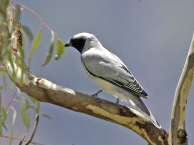 Black-faced Cuckooshrike
