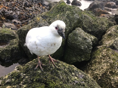 Black-faced Sheathbill