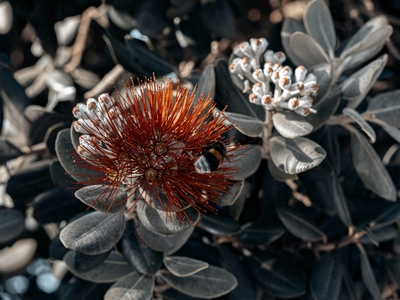 Black-flowered Protea