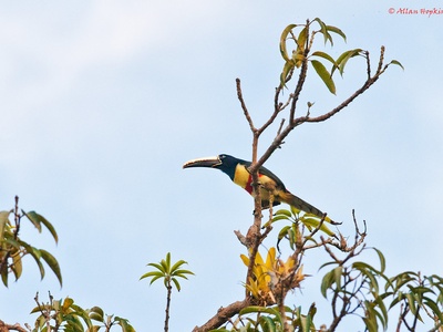 Black-necked Aracari
