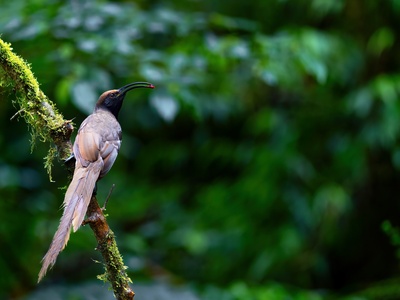 Black-sicklebill