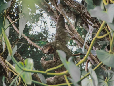 Black-spotted Cuscus