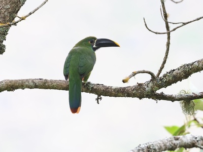 Black-throated Toucanet